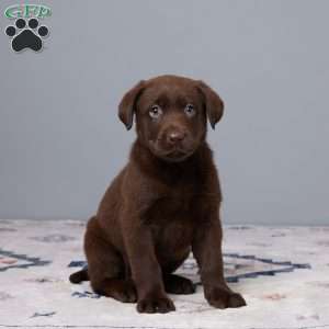Petunia, Chocolate Labrador Retriever Puppy